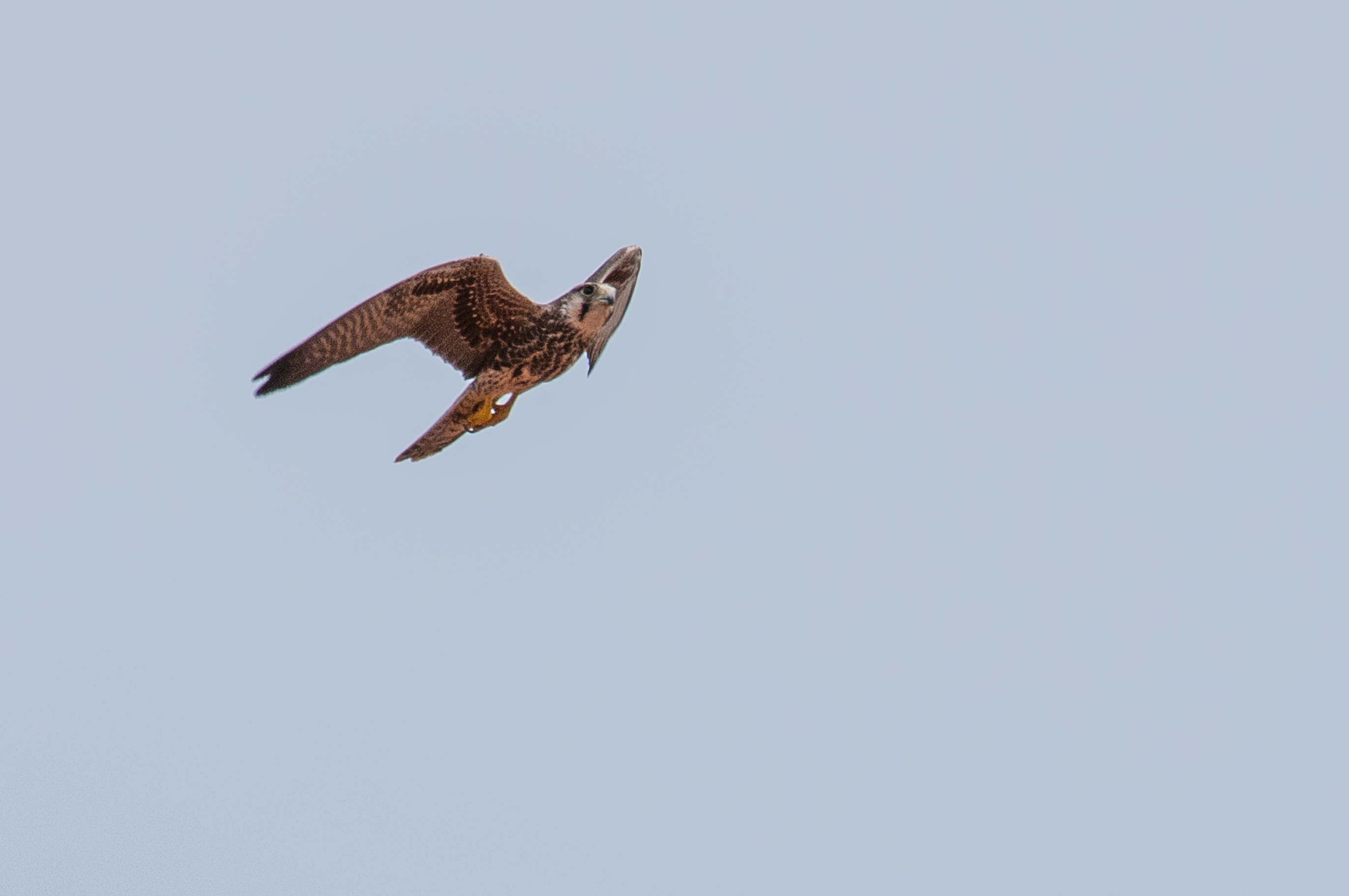 Faucon Lanier immature (Lanner Falcon, Falco Biarmicus), Brousse de Somone, Région de Thiès, Sénégal. 